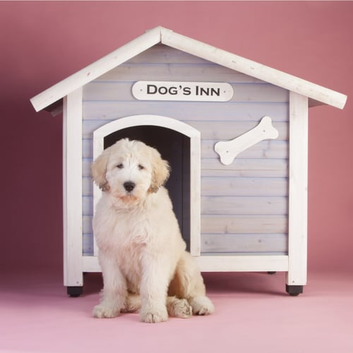 Dog House Repair Month