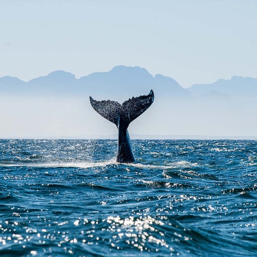 Festival for the Souls of Dead Whales