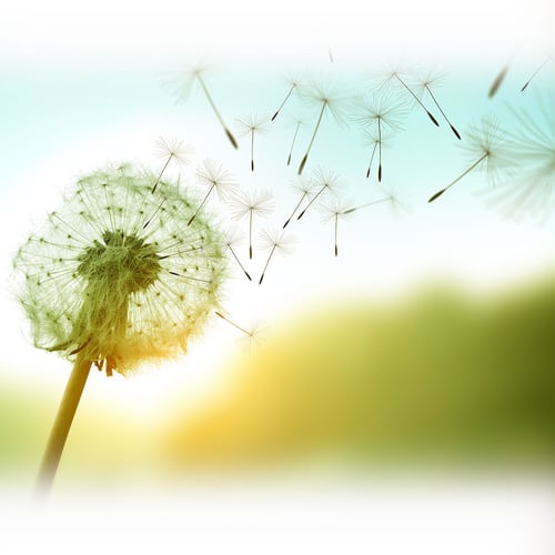 Festival of Enormous Changes at the Last Minute