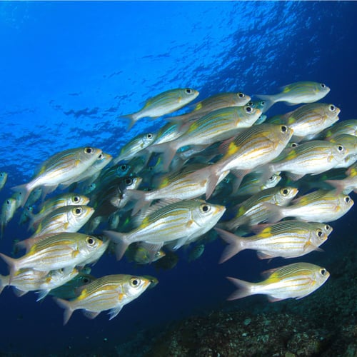 Fish Tank Floorshow Night