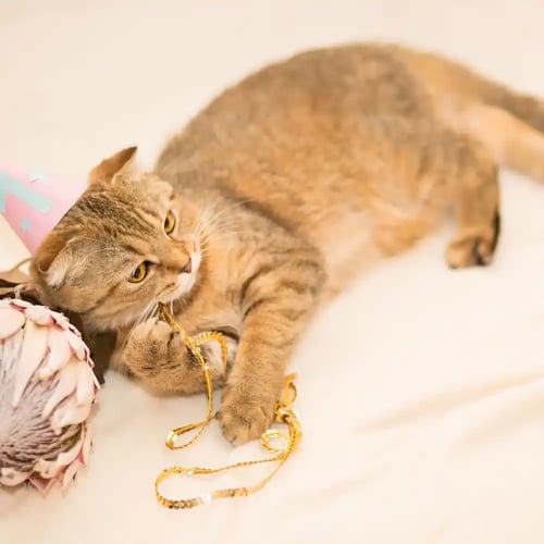 Happy Mew Year for Cats Day