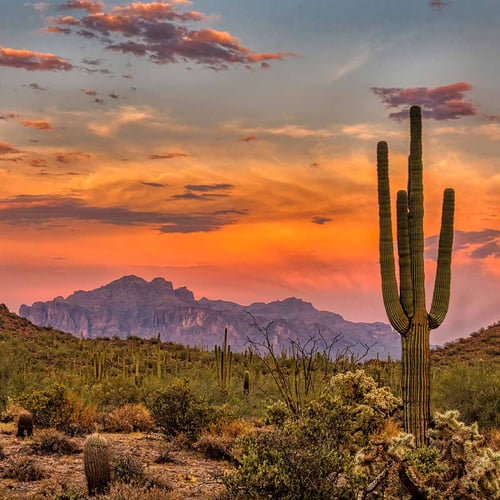 National Arizona Day