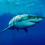 National Megalodon Day