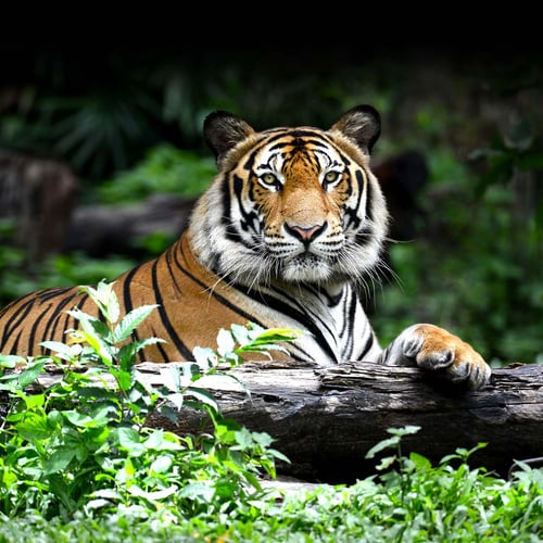 National Save a Tiger Month