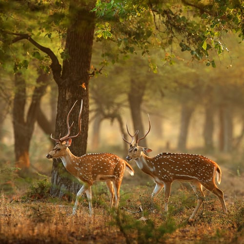 Wild About Wildlife Month